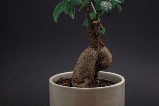 découvrez notre collection de plantes d'intérieur qui apportent une touche de nature à votre maison. idéales pour embellir votre espace de vie, ces plantes purifient l'air et créent une atmosphère apaisante. explorez des variétés faciles d'entretien et transformez votre intérieur en un véritable havre de paix.