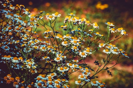 découvrez le monde fascinant des herbes : leurs bienfaits, leurs utilisations en cuisine et en médecine naturelle. explorez nos conseils pour cultiver et profiter pleinement des saveurs et vertus de ces trésors botaniques.