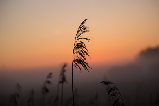 découvrez l'art de la paix intérieure avec 'harmony'. plongez dans un univers où sérénité et équilibre se rejoignent, vous offrant des conseils pratiques pour cultiver l'harmonie dans votre vie quotidienne. transformez votre esprit et votre environnement en un sanctuaire de bien-être.