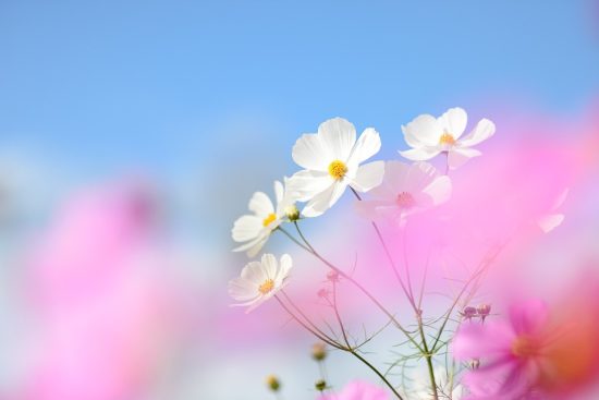 découvrez la beauté des paysages naturels à travers le monde. explorez des montagnes majestueuses, des forêts luxuriantes et des plages paradisiaques, tous témoins de la splendeur de notre planète.