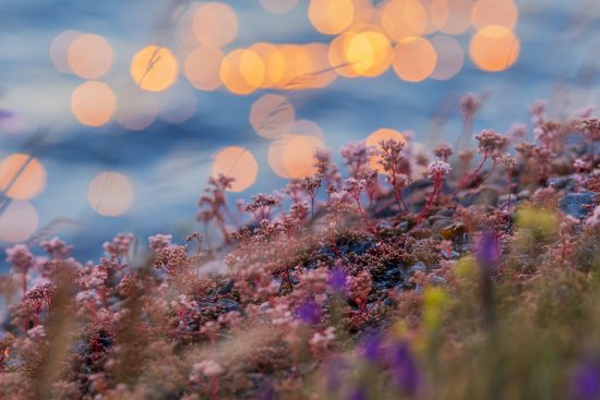 découvrez l'art de la sérénité avec notre guide sur la tranquillité. apprenez des techniques simples pour cultiver le calme dans votre vie quotidienne, réduire le stress et trouver un espace de paix intérieure.