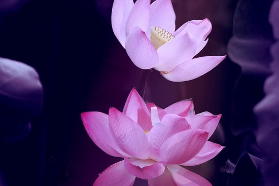découvrez l'univers du zen : un voyage vers la paix intérieure, la méditation et l'harmonie. apprenez à apprivoiser le stress avec des techniques de relaxation et d'équilibre pour une vie sereine.