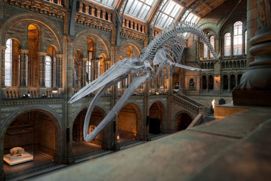 découvrez les musées français, véritables trésors culturels, où l'art, l'histoire et l'innovation se rencontrent. explorez une riche collection d'œuvres allant de la renaissance à l'art contemporain, tout en appréciant l'architecture unique de chaque établissement à travers la france.